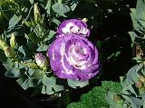 Lisianthus Purple 